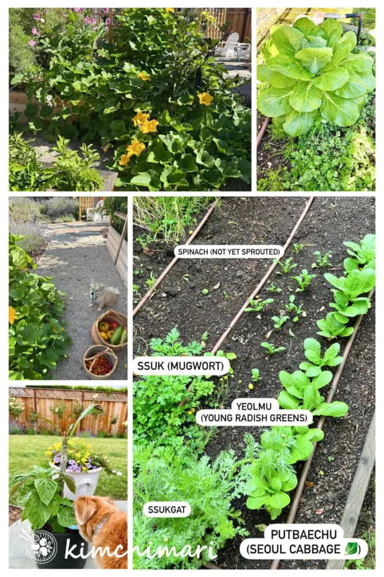 Beyond Perilla and Green Onions: 18 More Korean Vegetables Worth Growing in Your Garden